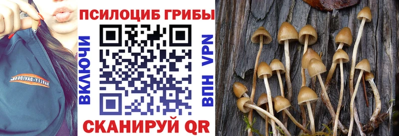 купить  сайты  Луховицы  Псилоцибиновые грибы прущие грибы 